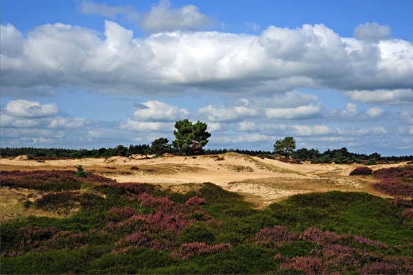 kale duinen